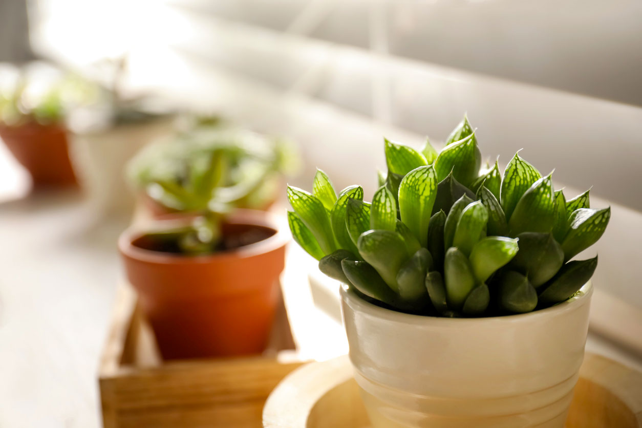 An image of small plants on a windowsill