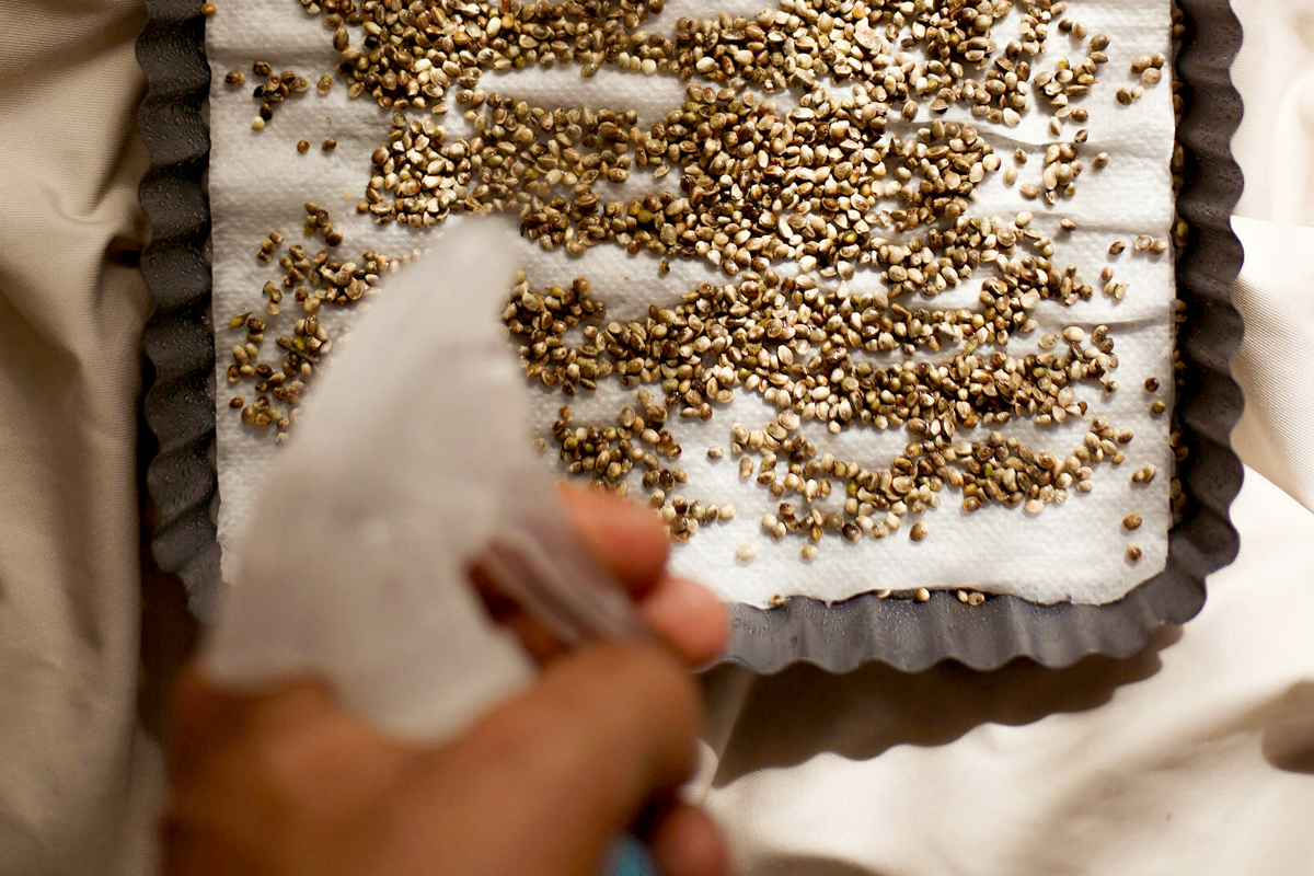 An image of seeds on a wet paper towel
