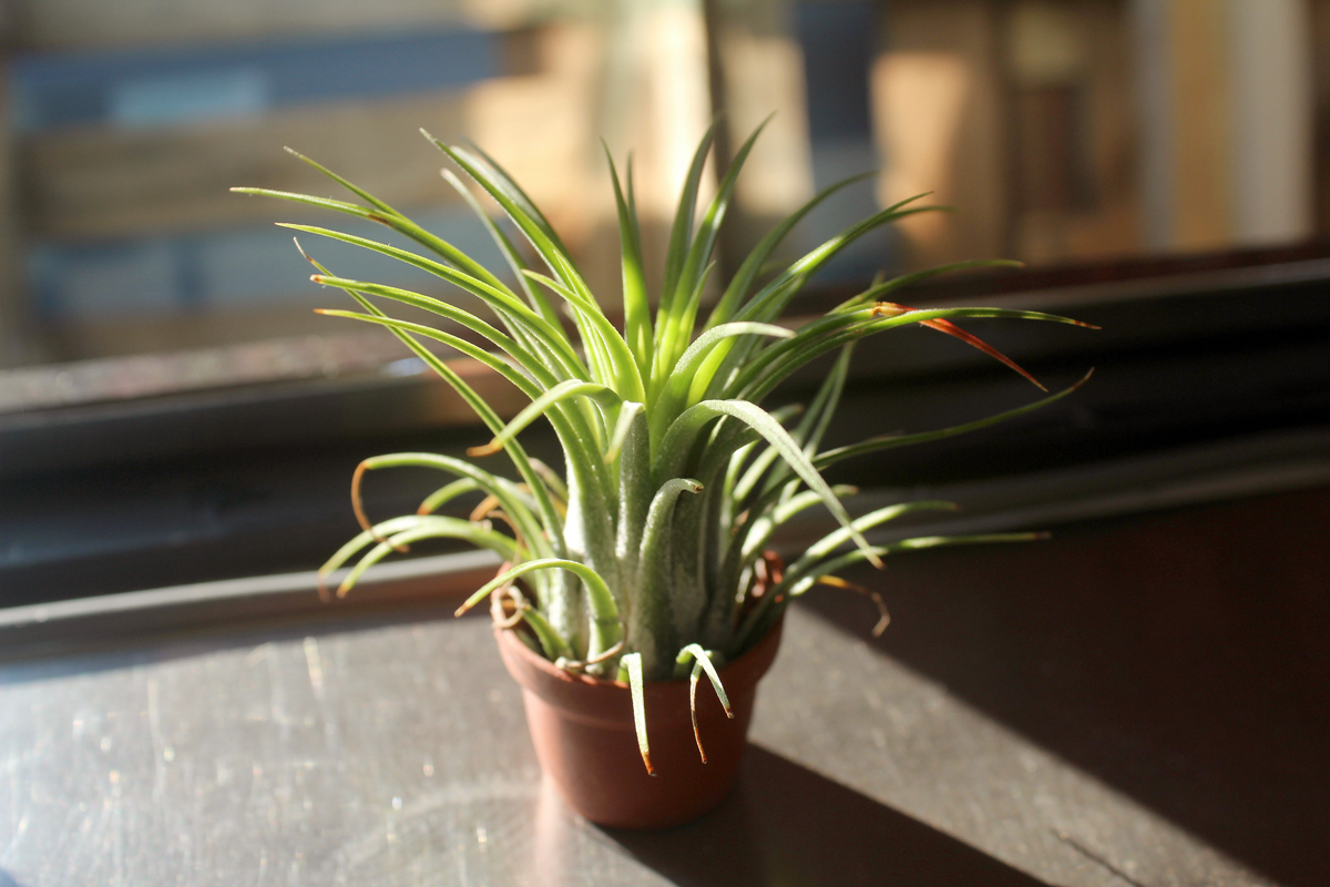 An image of a green leafed plant