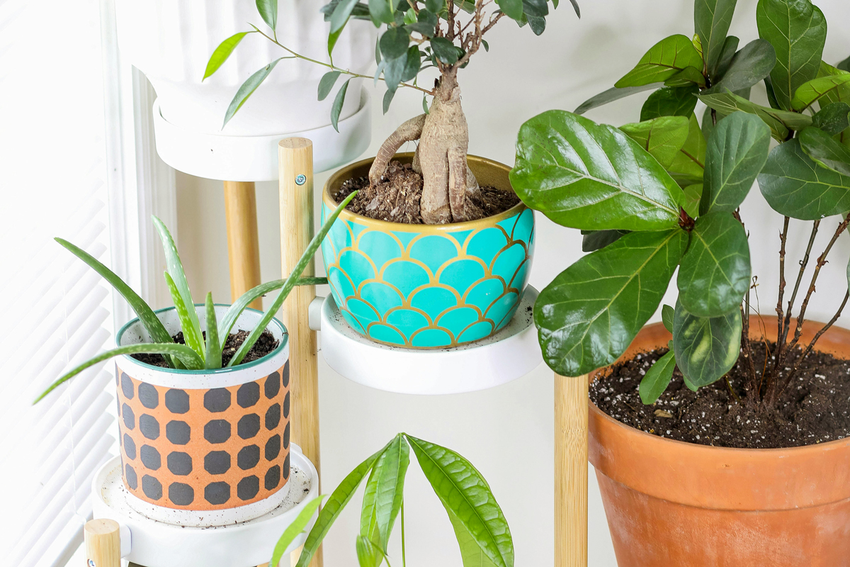 An image of potted plants