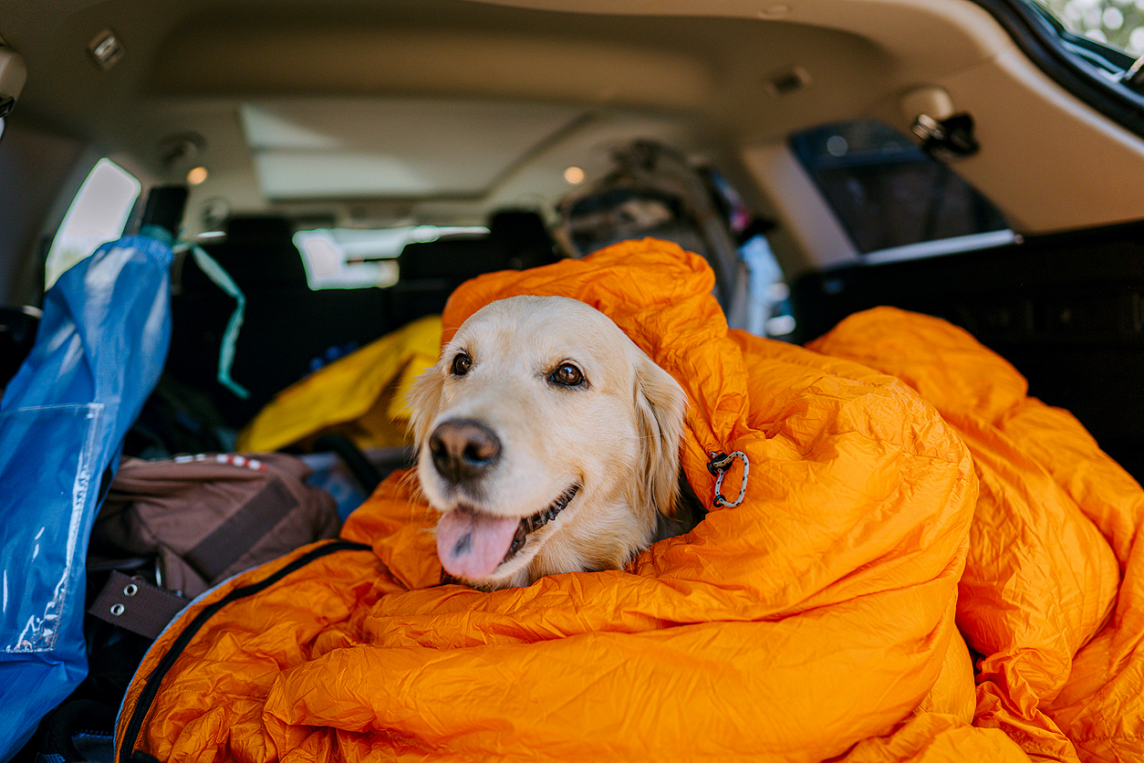An image of a dog wrapped in an orange sleeping bag in the back of a car