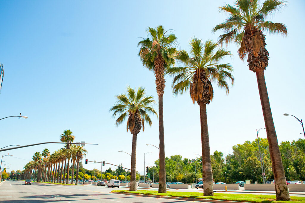 Palm trees on a road in San Jose, California