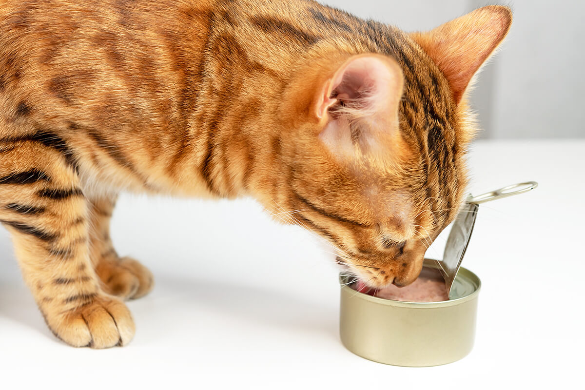 Cat eating food out of a tin