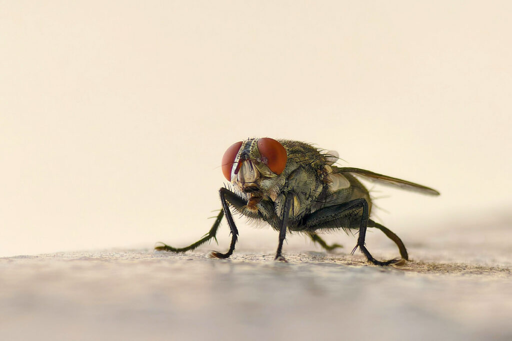 Close-up of house fly