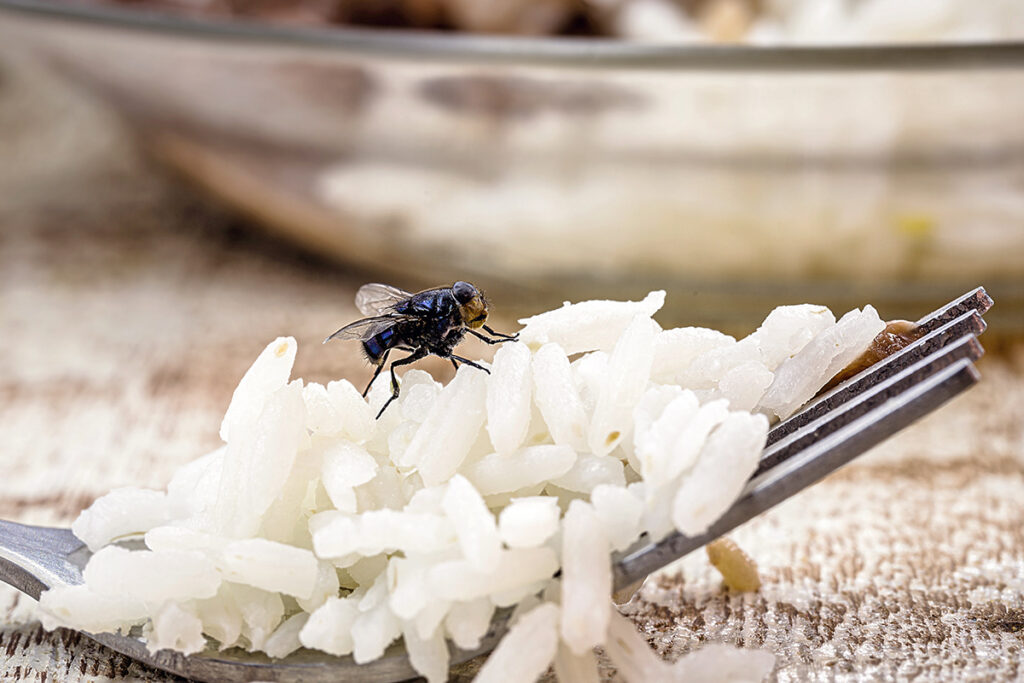 Fly on rice