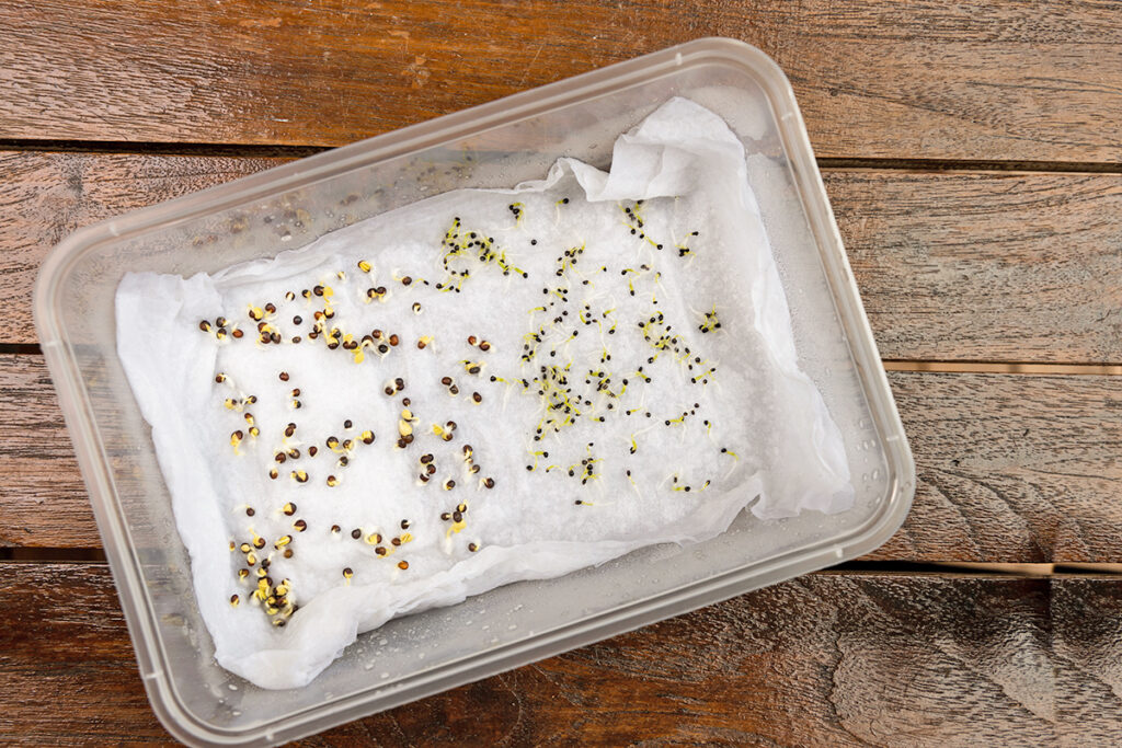 Seeds on a paper towel