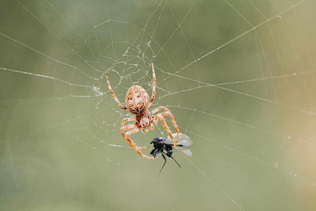 Spider and fly in web