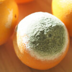 Moldy orange