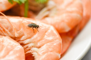 Fly on shrimp