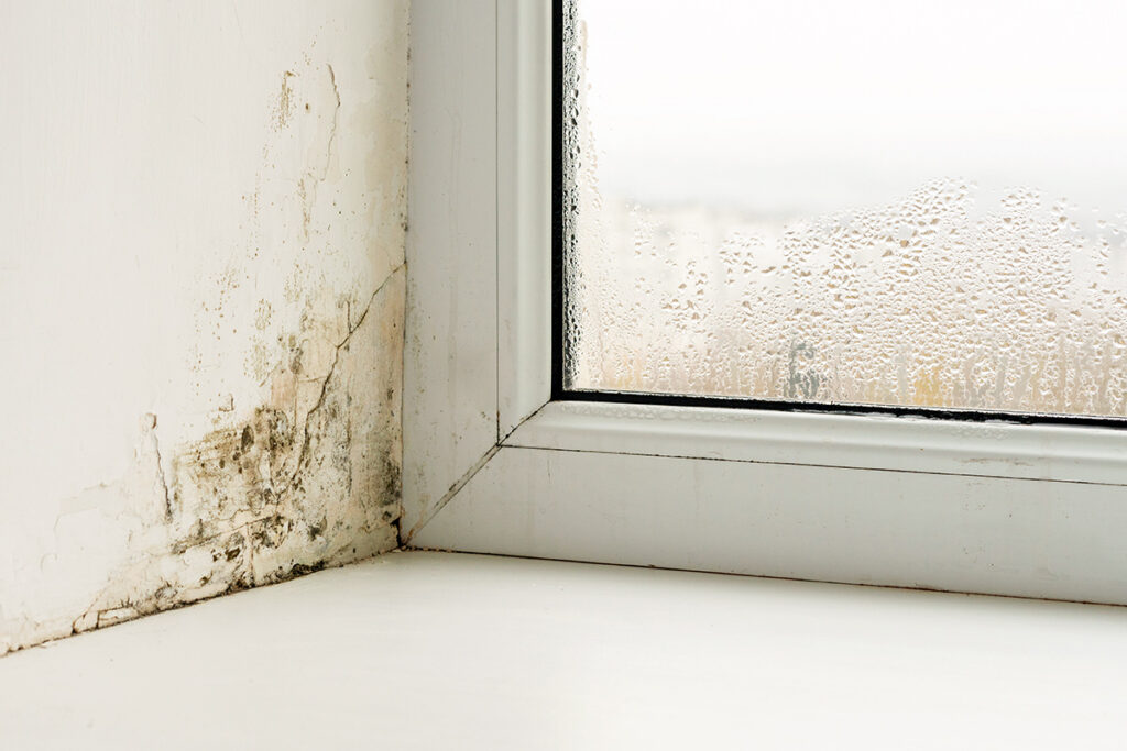 Mold on a wall