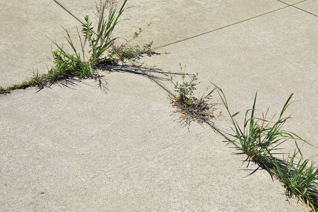 Weeds in pavement
